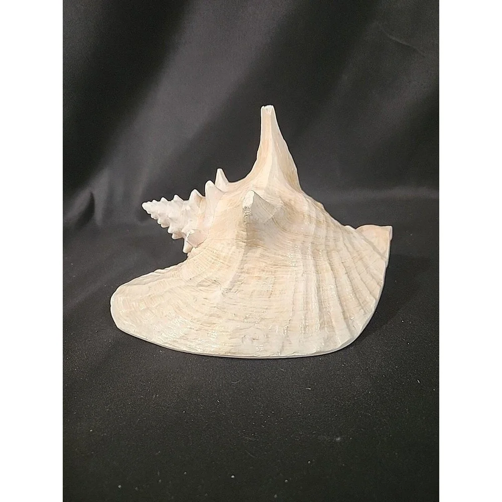 Queen‎ Conch Shell Pink Horned Large Seashell 9 x 7 Nautical Beach Ocean Coastal